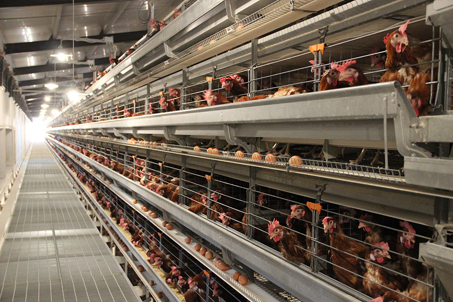 自动化养鸡场